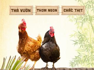 CÁCH CHỌN GÀ TA NGON?